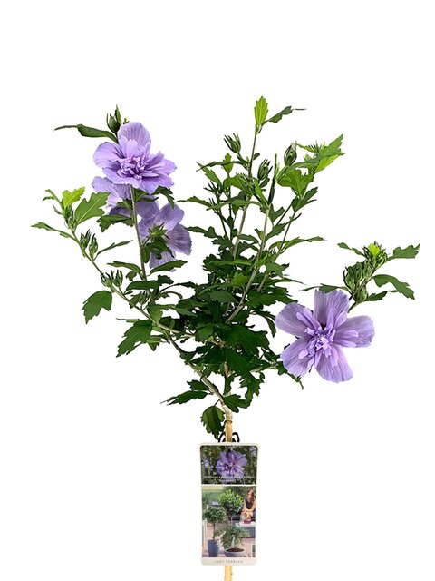 Hibiscus Syriacus Blue Chiffon op stam