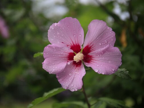 Hibiscus Woodbridge Kadoboompje