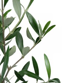 Klein olijfboompje in pot