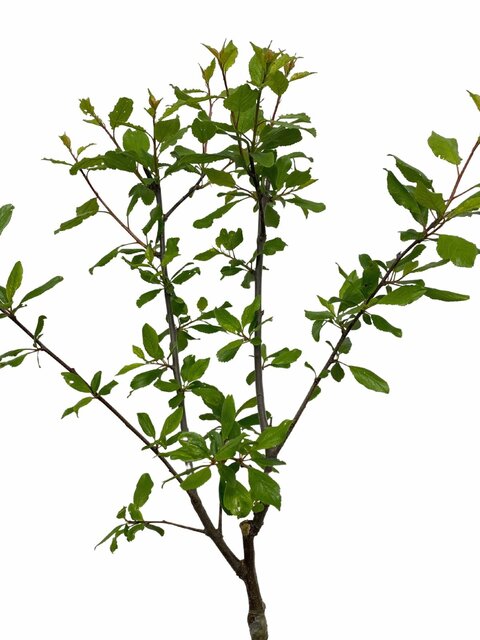 Prunus domestica-Pruimenboom