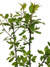 Prunus domestica-Pruimenboompje