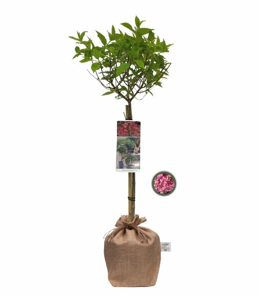 Hydrangea paniculata ‘Magical Vesuvio’ op stam