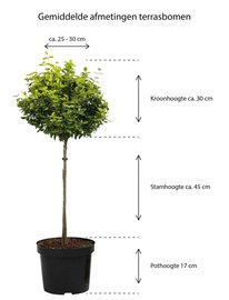 Japanse Sierkers - Prunus nipponica Brillant op stam